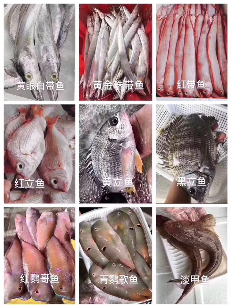 各类海鲜各类丸子诚招代理批发小区拼单合作