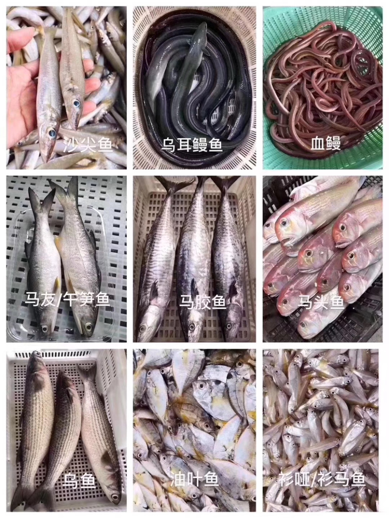 各类海鲜各类丸子诚招代理批发小区拼单合作