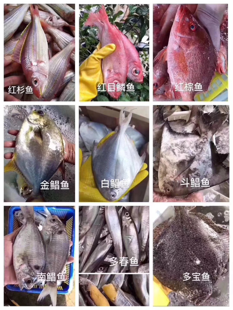 各类海鲜各类丸子诚招代理批发小区拼单合作
