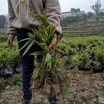 楠竹苗,无纺布网袋苗,杯口直径13CM,杯大,成活率高。