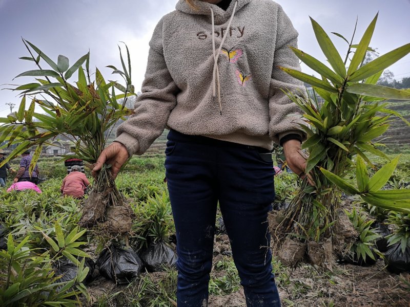 楠竹苗，无纺布网袋苗，杯口直径13CM，杯大，成活率高。