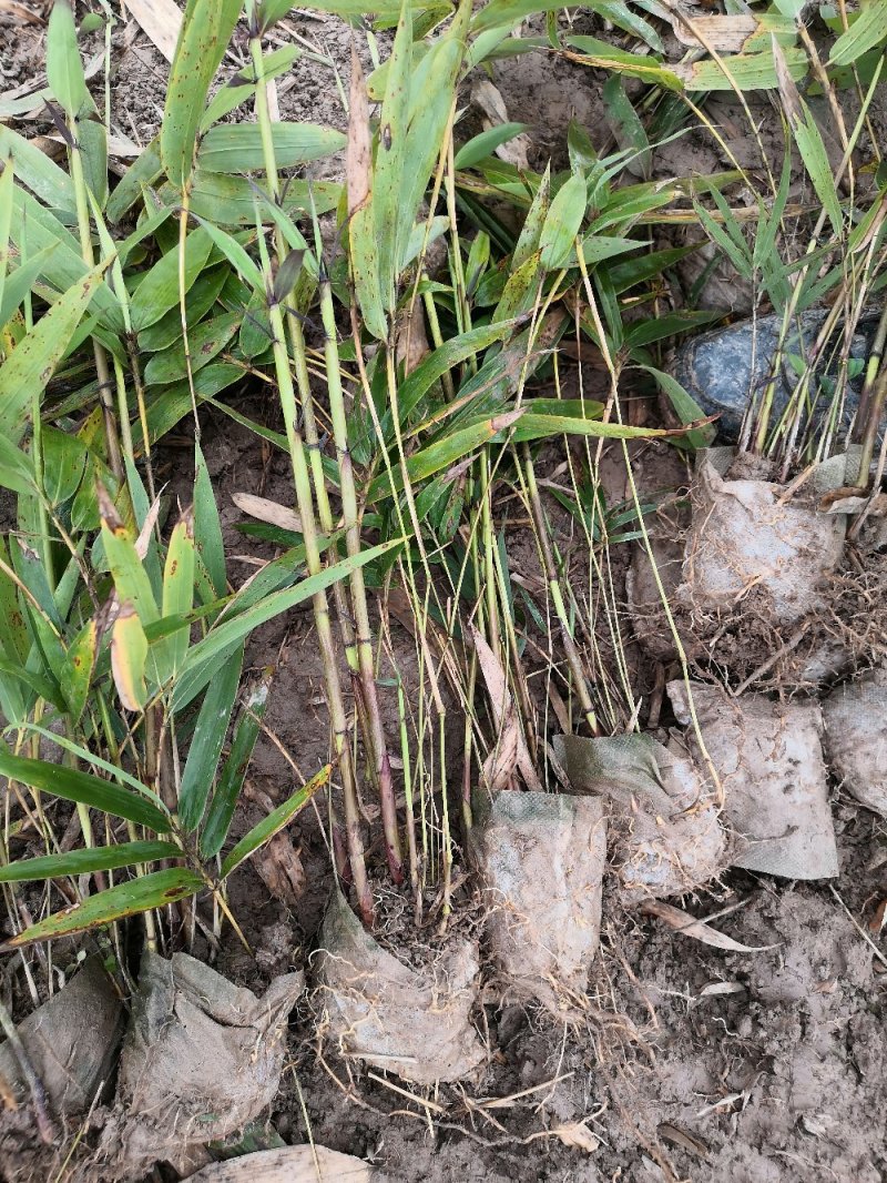 楠竹苗，无纺布网袋苗，杯口直径13CM，杯大，成活率高。