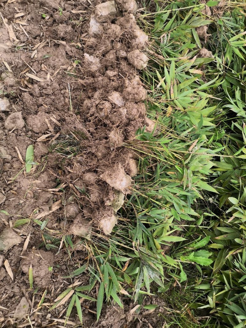 楠竹苗，无纺布网袋苗，杯口直径13CM，杯大，成活率高。