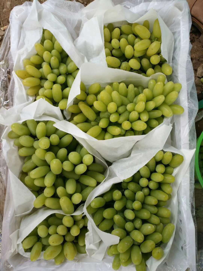 青提元谋青提包甜包熟产地直供量大从优