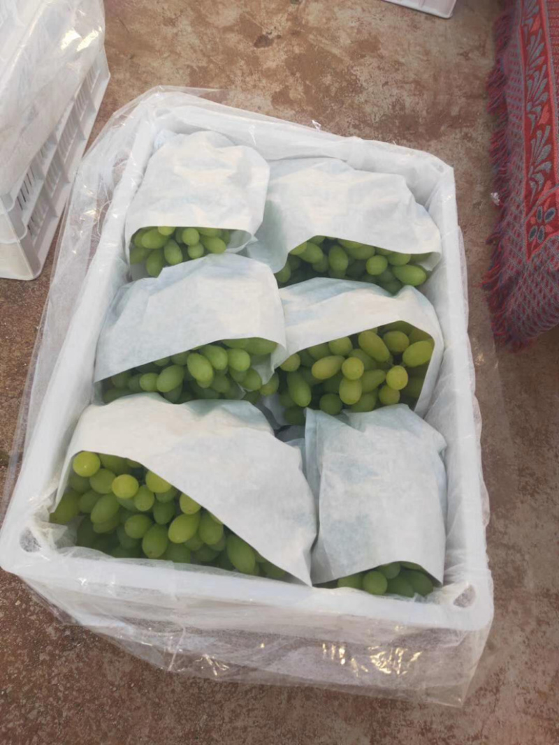 青提元谋青提包甜包熟产地直供量大从优
