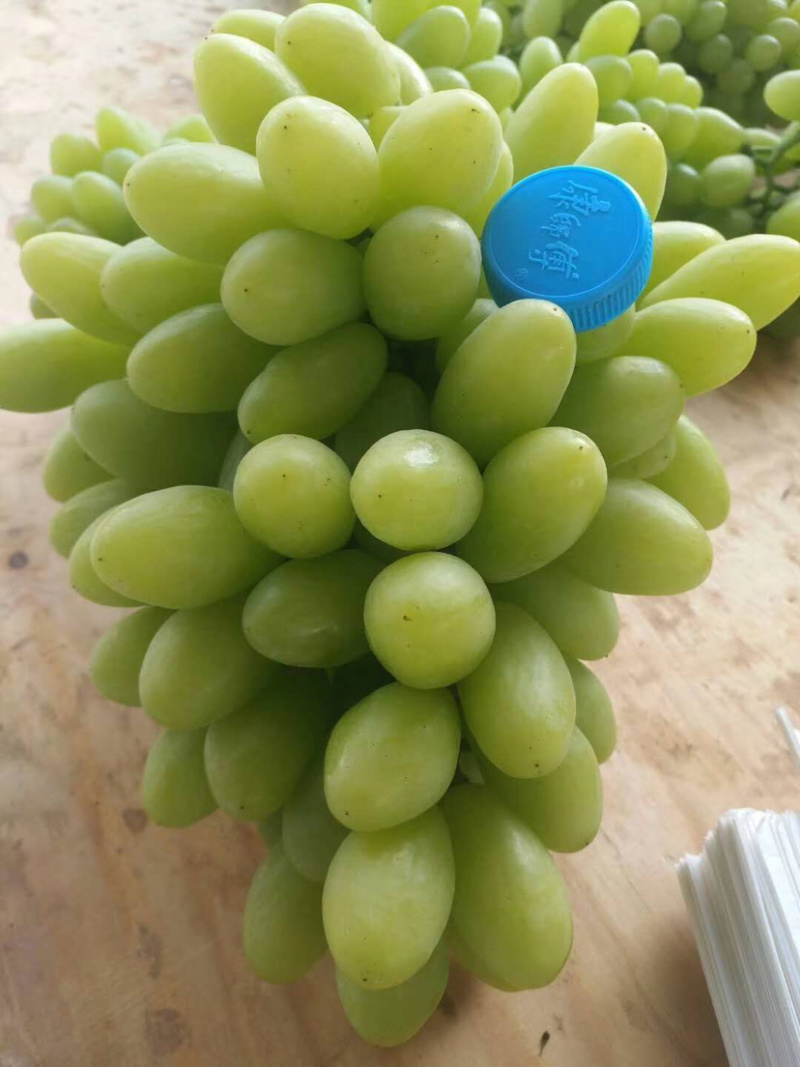 青提元谋青提包甜包熟产地直供量大从优