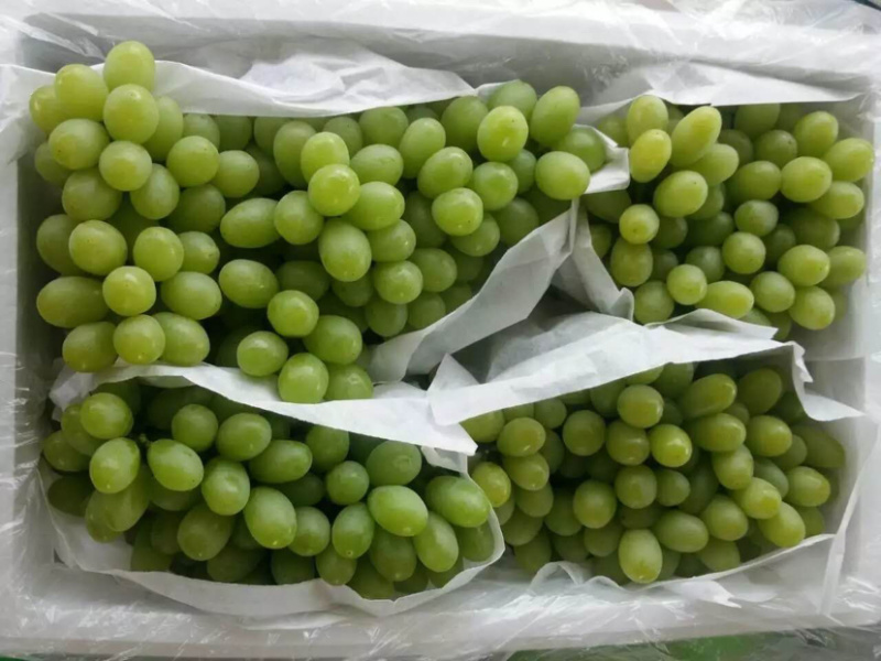 青提元谋青提包甜包熟产地直供量大从优