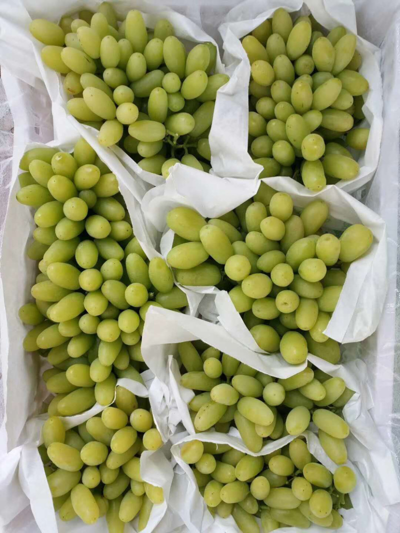 青提元谋青提包甜包熟产地直供量大从优