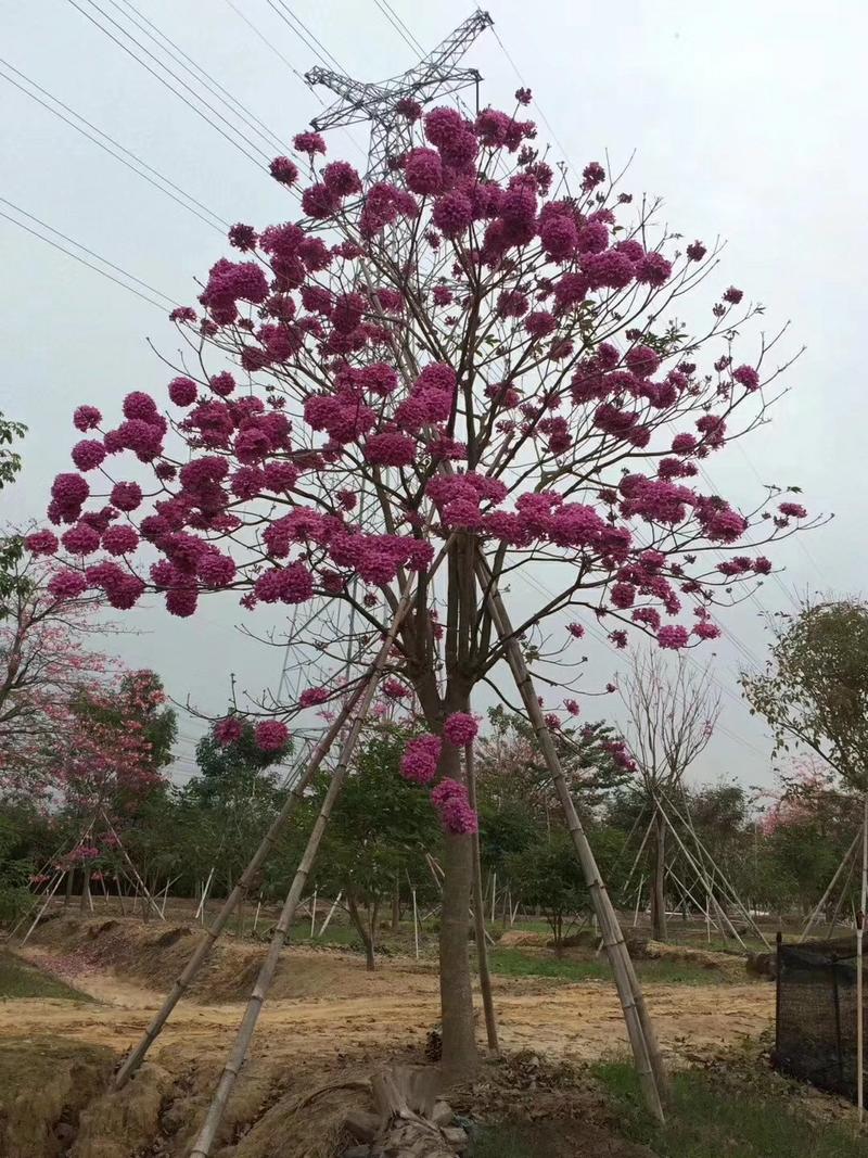 正宗巴西进口绣球多花紫花风铃木小苗，园林绿化新品种