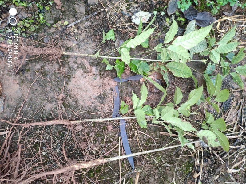 正宗巴西进口绣球多花紫花风铃木小苗，园林绿化新品种