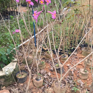 正宗巴西进口绣球多花紫花风铃木小苗,园林绿化新品种