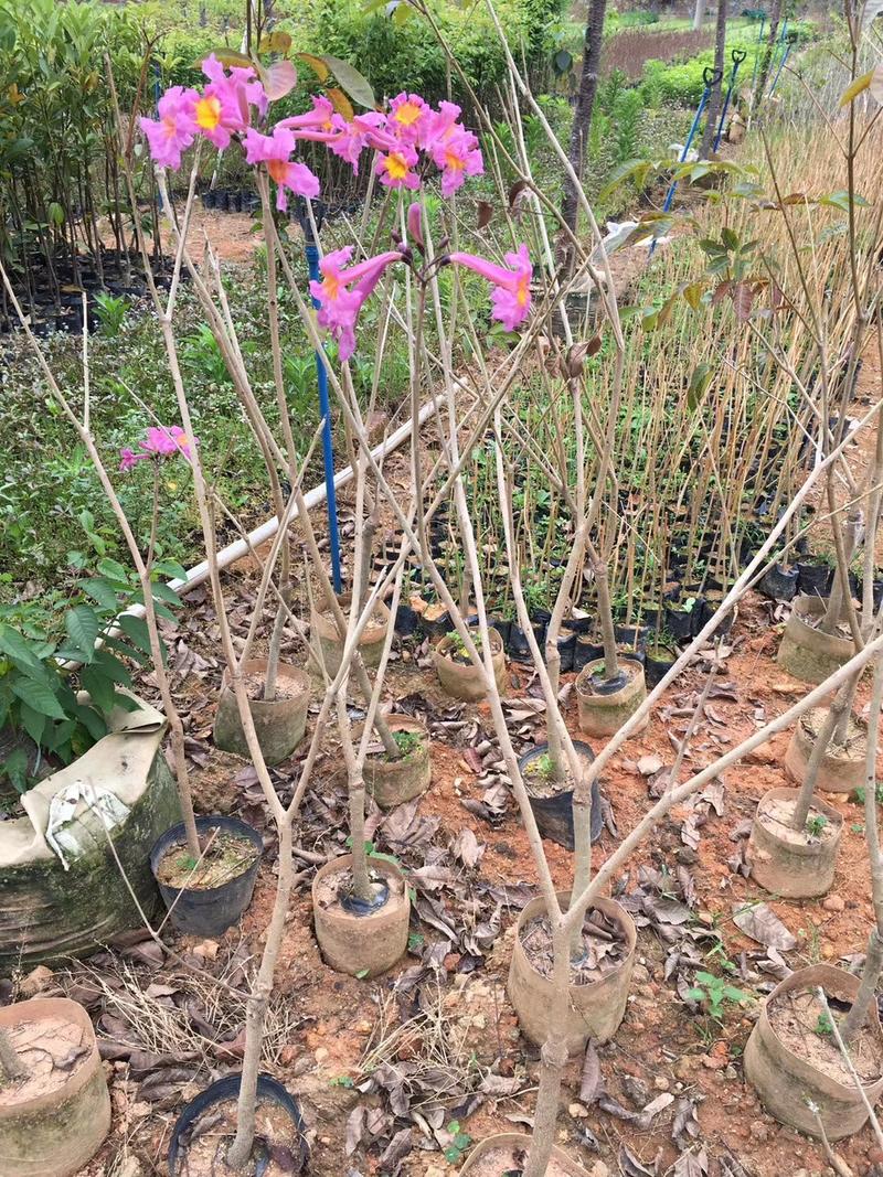 正宗巴西进口绣球多花紫花风铃木小苗，园林绿化新品种