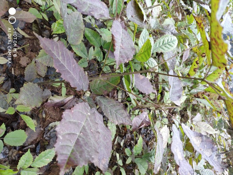 正宗巴西进口绣球多花紫花风铃木小苗，园林绿化新品种