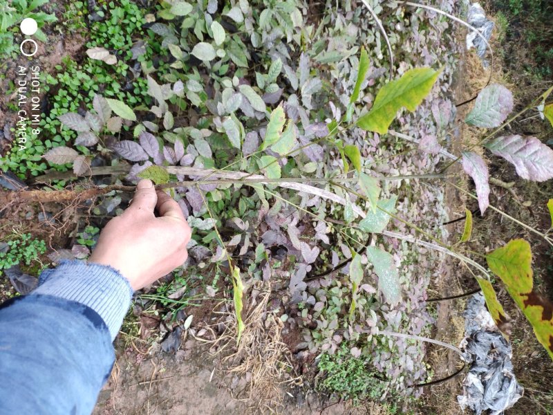 正宗巴西进口绣球多花紫花风铃木小苗，园林绿化新品种