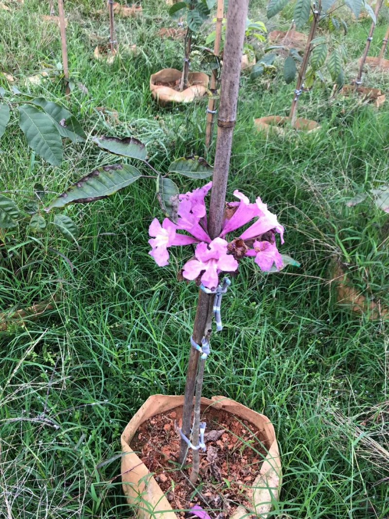 正宗巴西进口绣球多花紫花风铃木小苗，园林绿化新品种