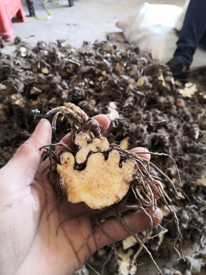 苍术芽子，苍术块茎，苍术，成活率百分之九十五以上！！！