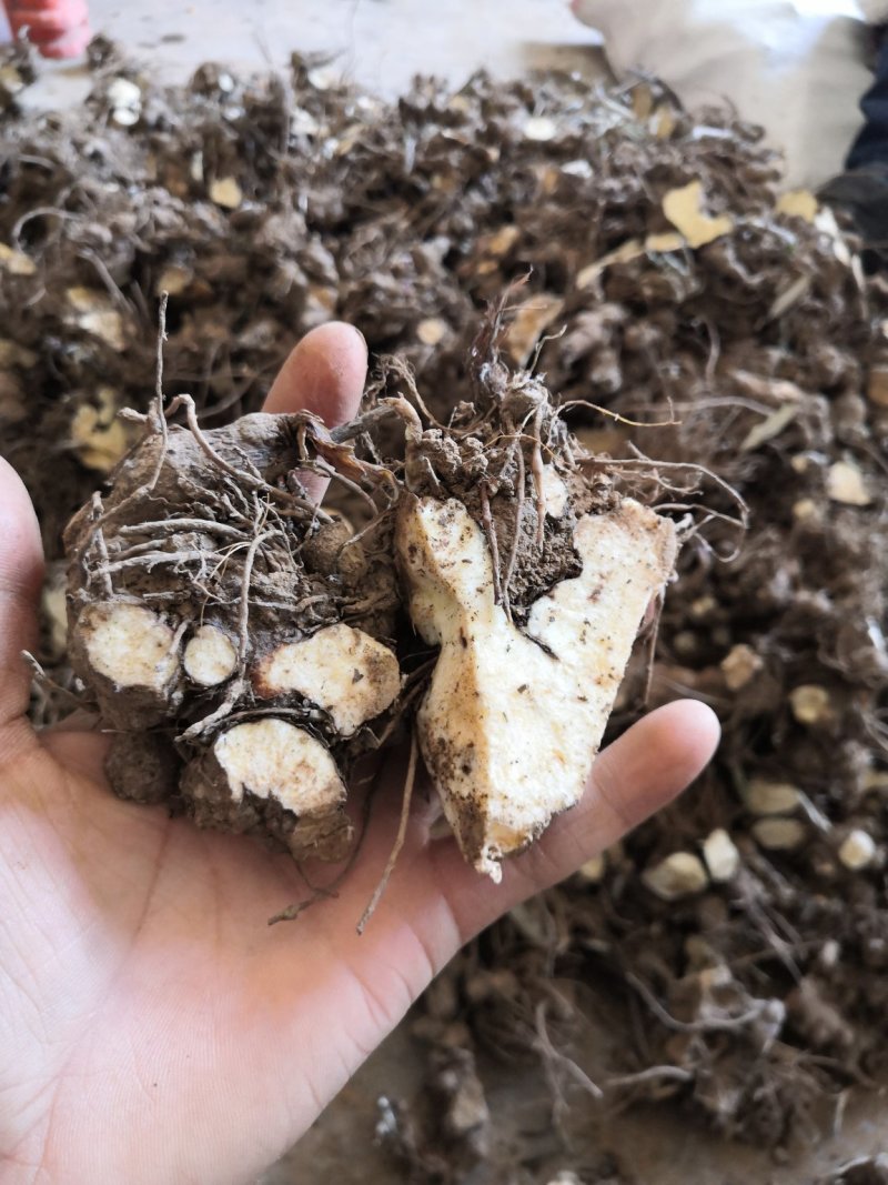 苍术芽子，苍术块茎，苍术，成活率百分之九十五以上！！！