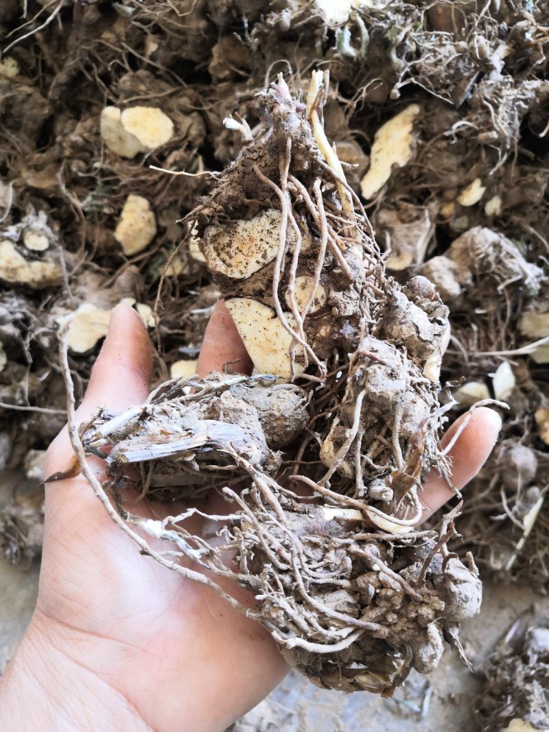 苍术芽子，苍术块茎，苍术，成活率百分之九十五以上！！！