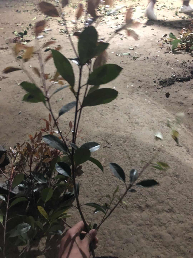 红叶石楠小杯大杯大桶基地直销。