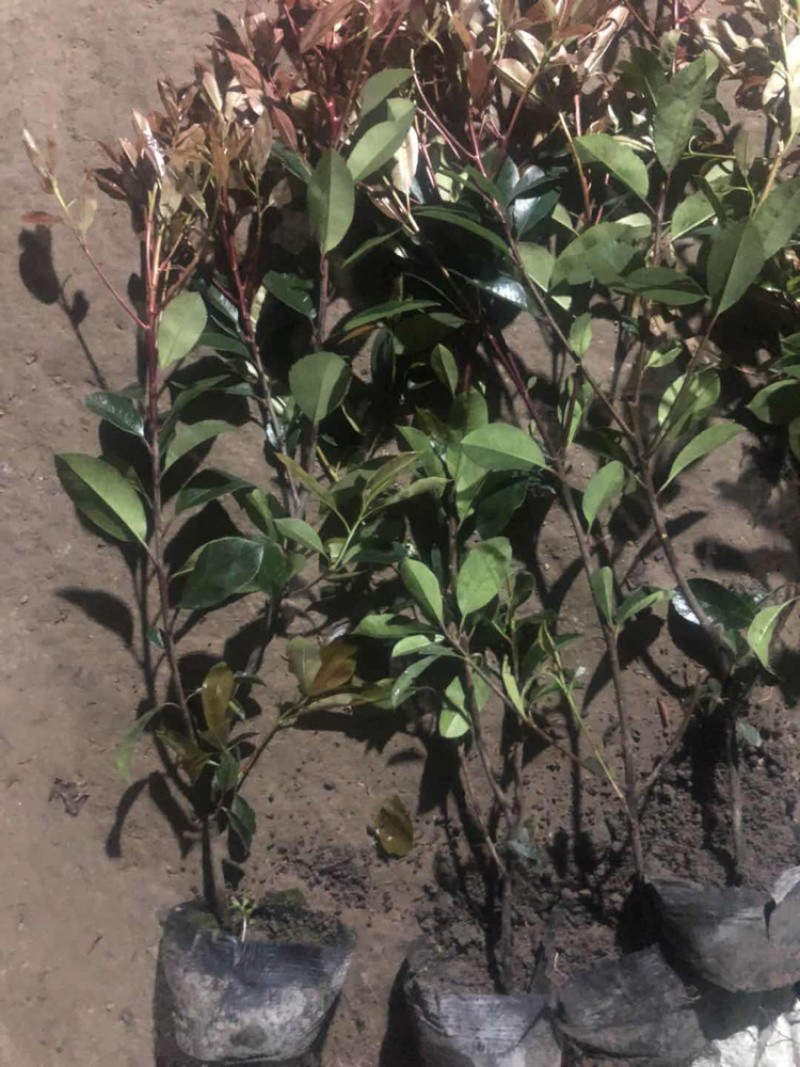 红叶石楠小杯大杯大桶基地直销。