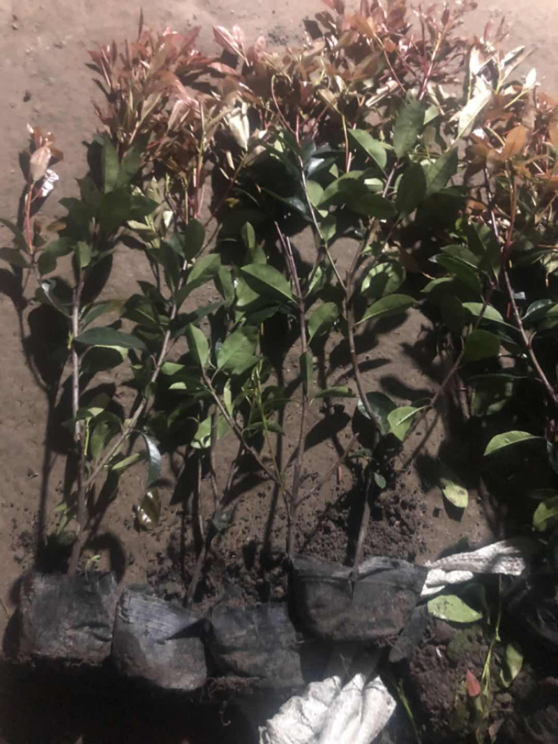 红叶石楠小杯大杯大桶基地直销。