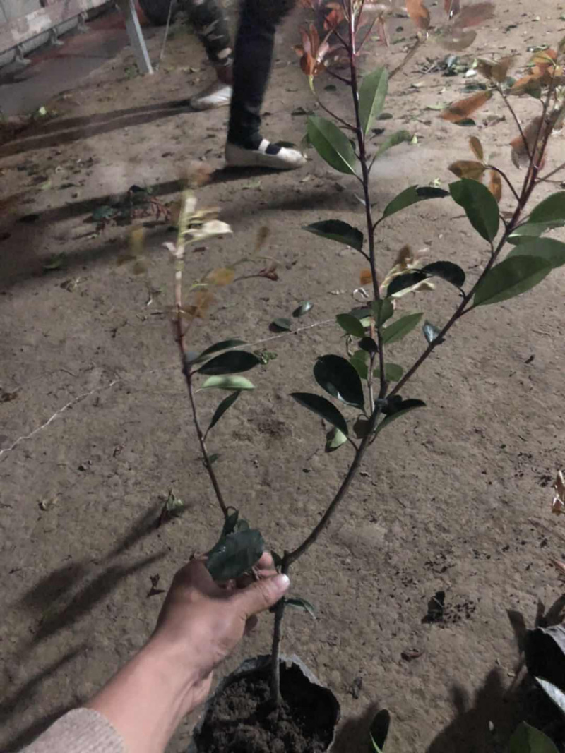 红叶石楠小杯大杯大桶基地直销。