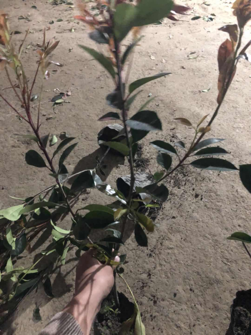 红叶石楠小杯大杯大桶基地直销。