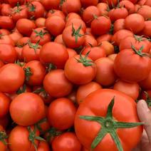大红西红柿西红柿大红大量供应产地代办水果番茄硬粉西红柿