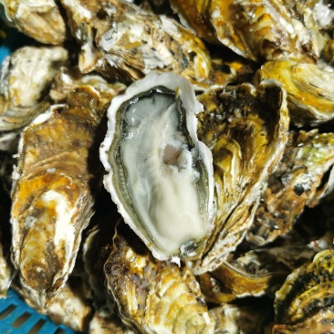 精品生蚝薄壳三倍体，乳山产地养殖场直供，高压锅生蚝烧烤蚝