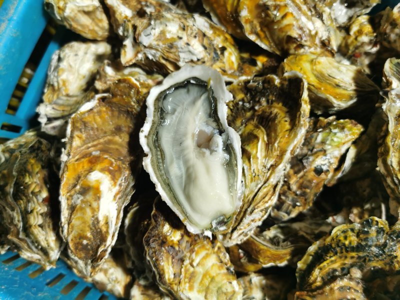 精品生蚝薄壳三倍体，乳山产地养殖场直供，高压锅生蚝烧烤蚝