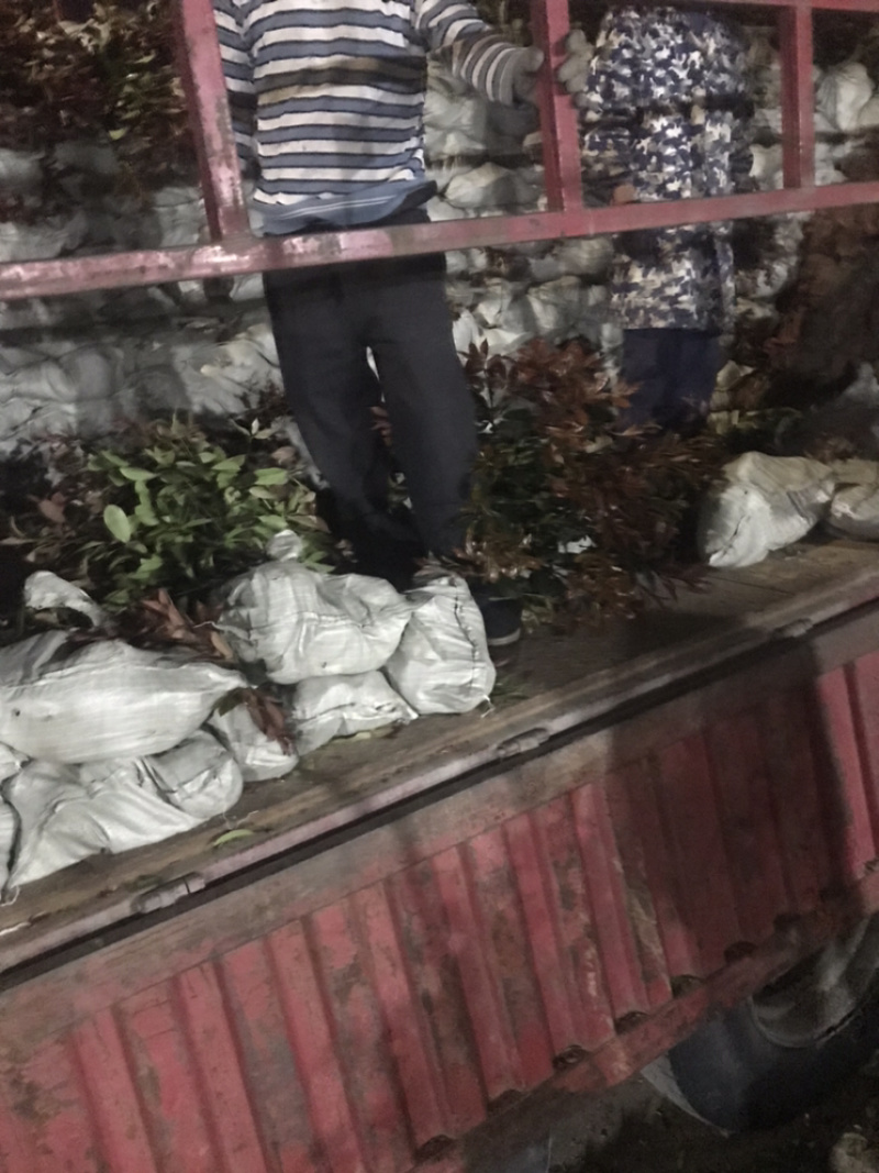 红叶石楠小杯大杯大桶基地直销。