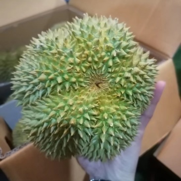 泰国榴莲