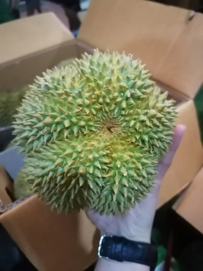 泰国榴莲