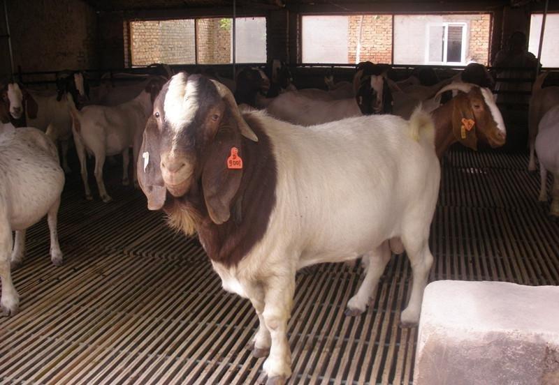波尔山羊种羊免费运输货到付款买十只送一只包回收