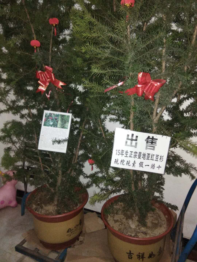 曼地亚红豆杉盆景15年生长