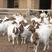 波尔山羊羊羔买十只送一只包养成活包技术包回收