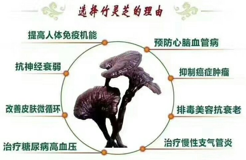 老挝深山野生竹灵芝一件代发