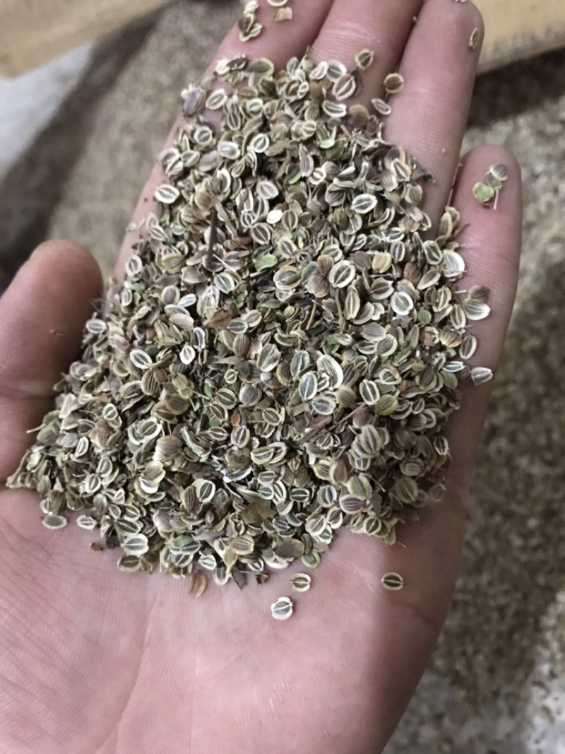 前胡种子全国可种植白花前胡出芽率高可签回收合同