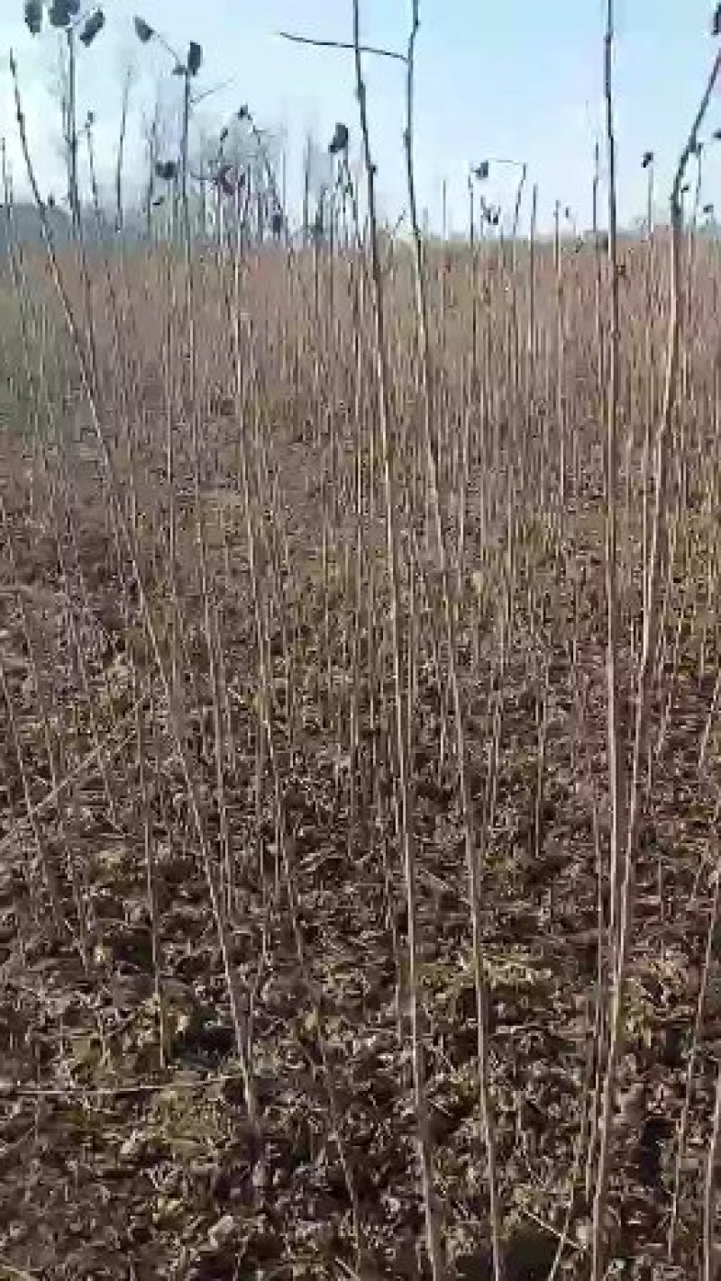 梓树根苗