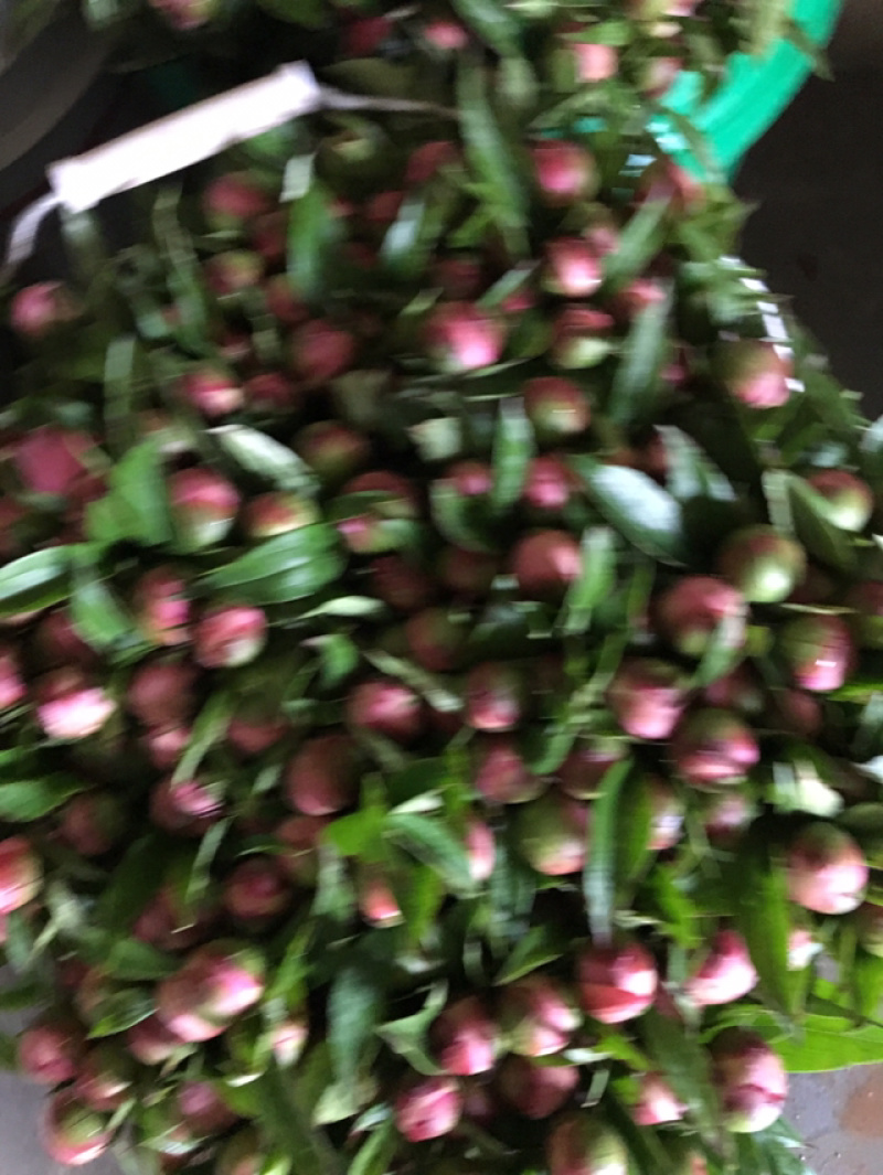中江本地白芍花骨朵，1000枝起批，包邮费，花朵整齐。