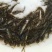 黄骨鱼苗黄蜂角鱼苗黄颡鱼苗杂交黄骨鱼苗