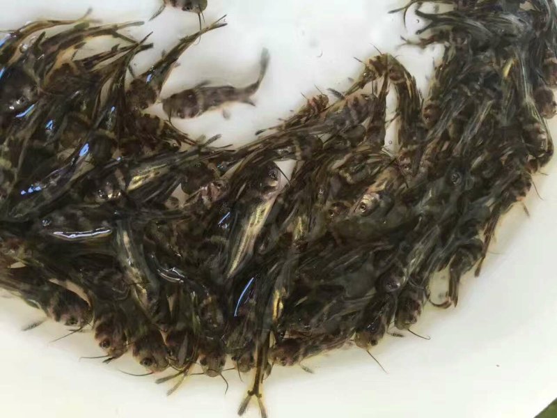黄骨鱼苗黄蜂角鱼苗黄颡鱼苗杂交黄骨鱼苗