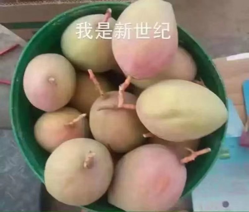 攀枝花凯特吉禄大量上市，好吃到爆