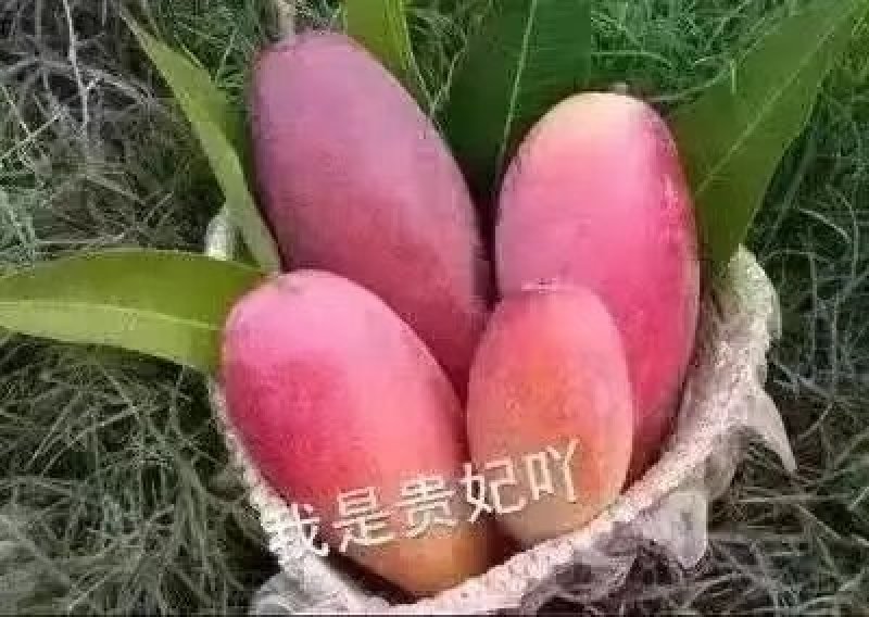 攀枝花凯特吉禄大量上市，好吃到爆