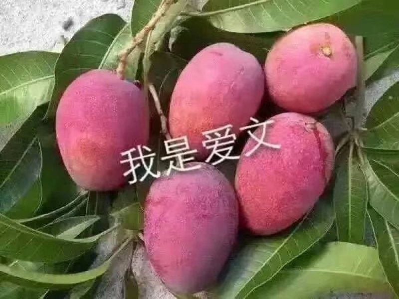 攀枝花凯特吉禄大量上市，好吃到爆