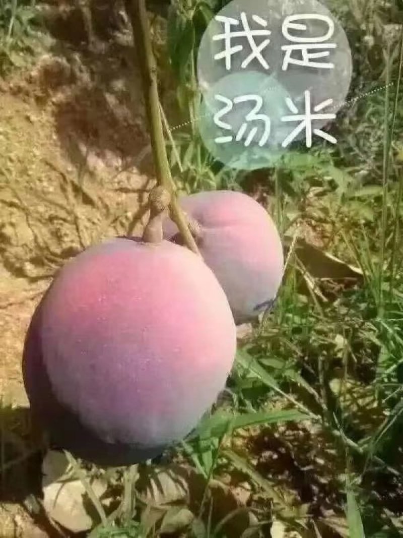 攀枝花凯特吉禄大量上市，好吃到爆