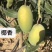攀枝花凯特吉禄大量上市，好吃到爆