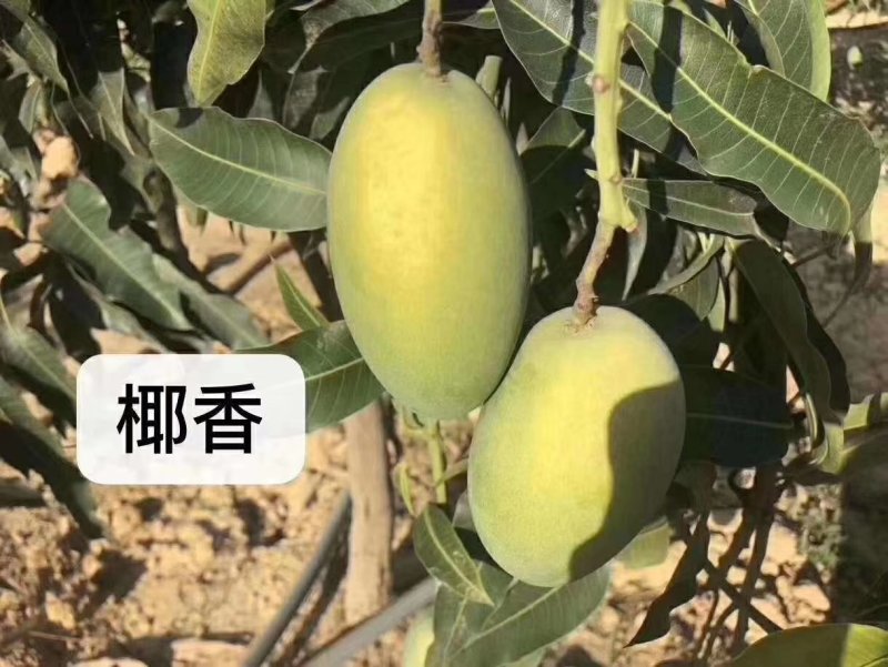 攀枝花凯特吉禄大量上市，好吃到爆