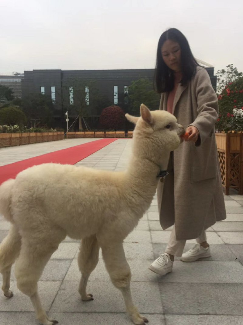 景区观赏骆驼双峰骆驼乘骑骆驼训养骆驼价格