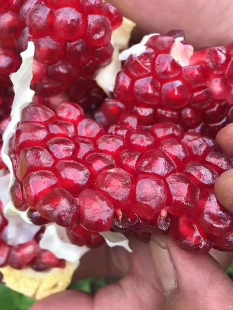 软籽石榴